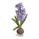 Hand Drawn Spring Hyacinth Flower - GraphicRiver Item for Sale
