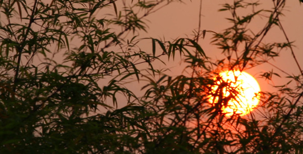 Sunrise And Bamboo 3