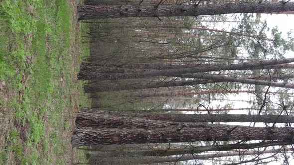 Vertical Video of Beautiful Forest Landscape Aerial View