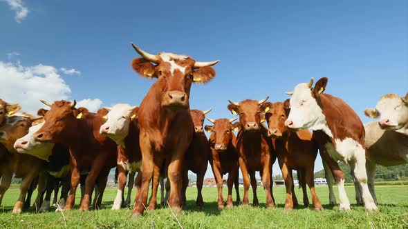 cow herd standing in front of camera on a beautiful sunny day