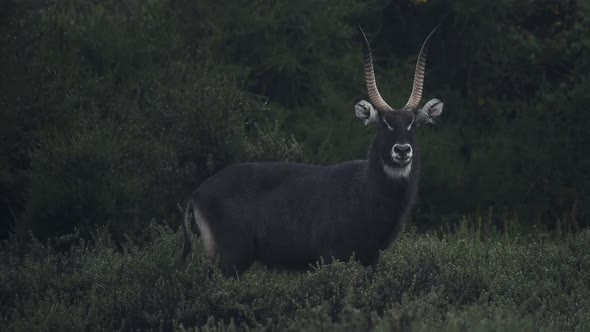 Extremely rare, melanistic male waterbuck, in the Aberdare National Park bush, Kenya, on a rainy day