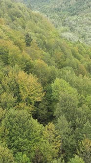 Aerial View of Trees in the Forest