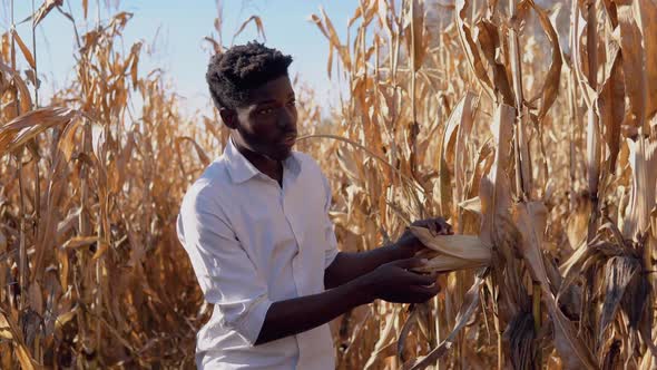 A Young African American Man Examines a Head of Corn on a Stalk with a Sense of Caution and Delight