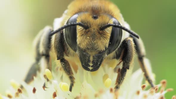 Bee Close Up