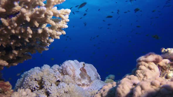 Red Sea Scorpionfish