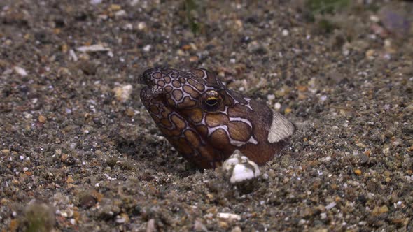 Napoleon snake eel and small hermit crab on coral reef in the Philippines