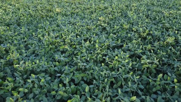 Background of Green Mass of Soybean Crops, Top View of a Farm Field