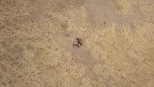 Drone view Views of an African elephant killed for its tusks by poachers