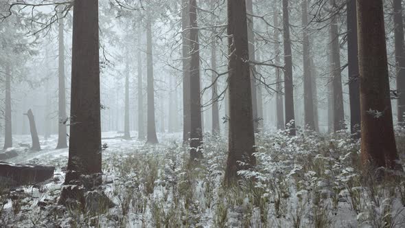 Winter Pine Forest with Fog in the Background