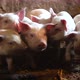 Piglet on livestock farm. Pig farming - VideoHive Item for Sale
