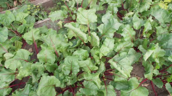 Beet Vegetable Grows in the Garden in the Soil Organic Background