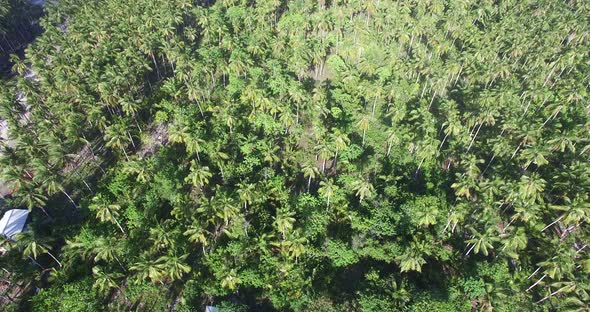 Coconut Trees in Tropical Island