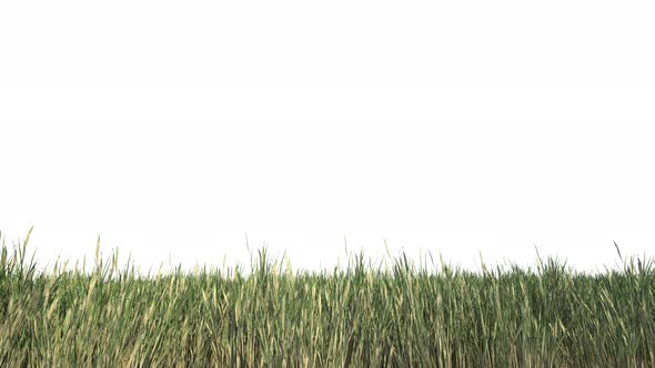 Grass Border Isolated alt