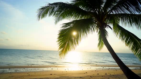 Sunset on the beach with coconut tree