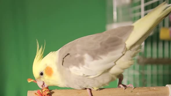 Flock of Tropical Parrots (Macaws) on a Green Background for Compositing Onto your Footage