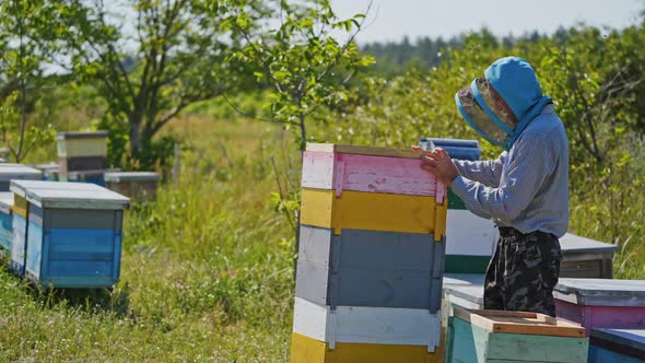 Beekeeper near wooden hives. Farmer works with beehives on the apiary in summer day.