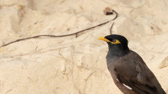 Common Myna -Acridotheres Tristis-