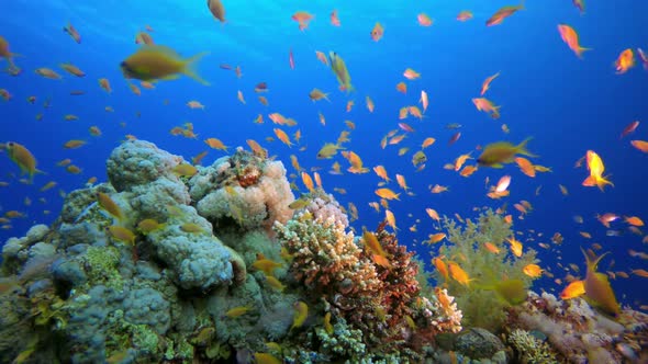 Underwater Colorful Scenery