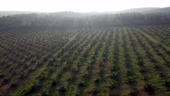Aerial misty view of oil palm plantation
