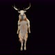 63 Deer Dancing 4K - VideoHive Item for Sale