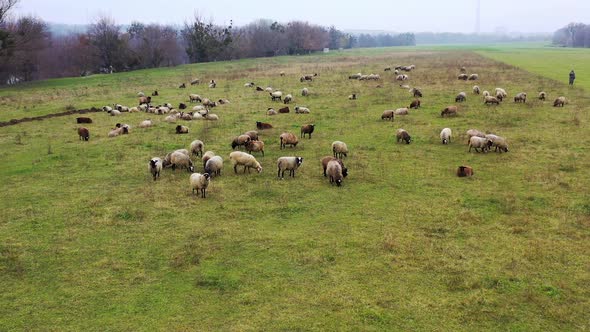 Pasture with fluffy domestic animals. Herd of beautiful sheep grazing in the countryside. 
