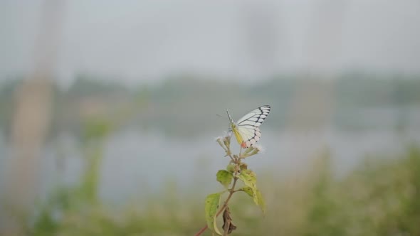 Beautiful Jezebel butterfly taking off from a milkweed flower slow motion