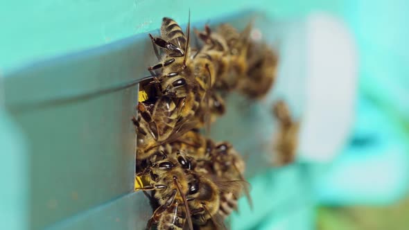 Swarm of Bees at the Entrance of Beehive