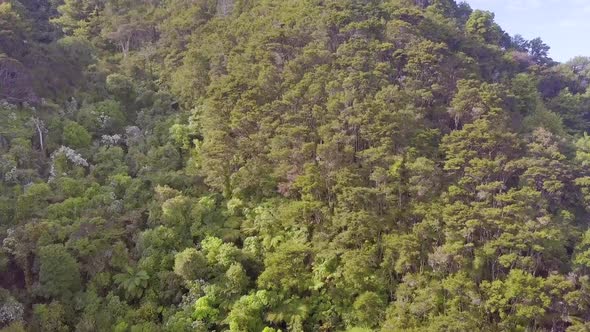 Rainforest aerial