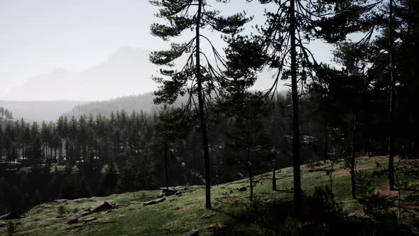 Pine Tree Forests at the Base of Mountain in Sunny Day of Summer