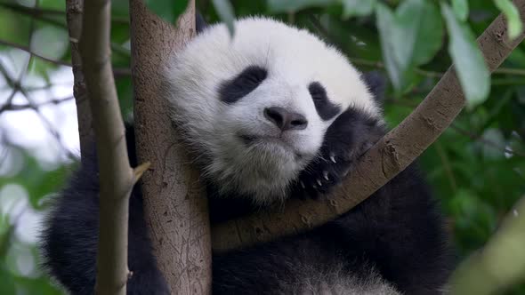 Cute Panda Baby on the Tree