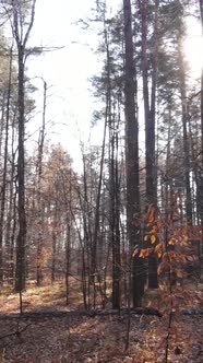 Vertical Video of a Forest with Trees During the Day