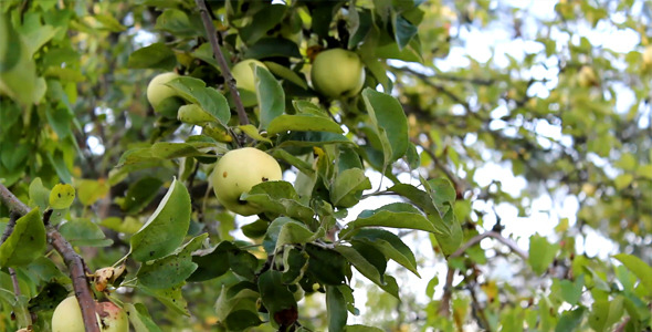 Moving Camera In A Garden 3