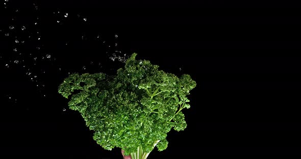 Friesian Parsley, Petroselinum crispum, with Water Splashing on Black Background, Slow Motion 4K