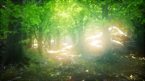 Morning in the Misty Spring Forest with Sun Rays