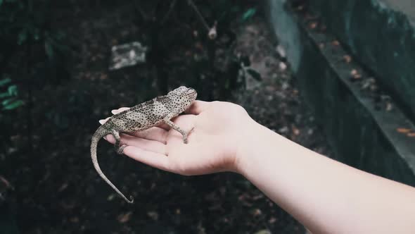 Chameleon Sitting on Female Hand Woman Holds Funny Lizard in Palm Zanzibar