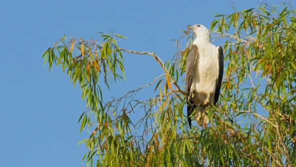 white bellied sea eagle perched in a tree