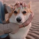 Corgi Dog on Beach is Arm of Woman on Sand Spbi - VideoHive Item for Sale