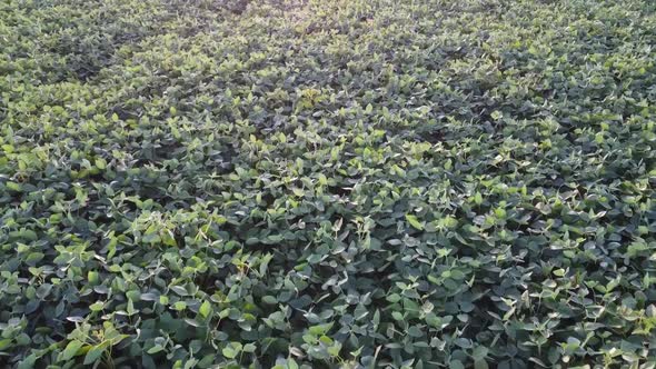 Green Field of Soybean Crops, Top View, Aerial View From a Drone