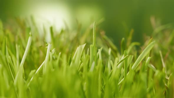 Green Fresh Grass Closeup Growing Young Field Footage