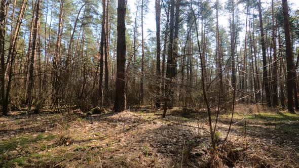 Inside a Pine Forest By Day Slow Motion