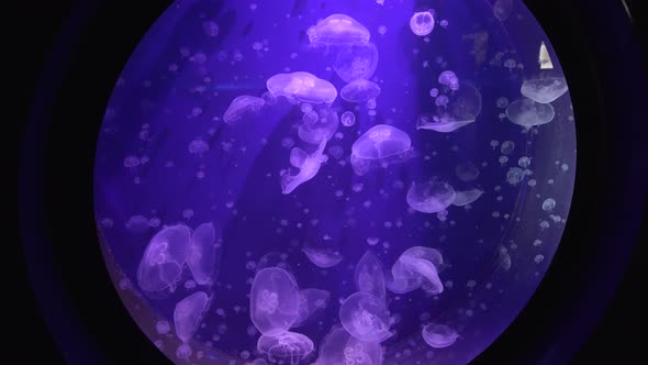 Close view of  some Jellyfishes swimming