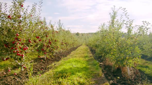 Apple Tree