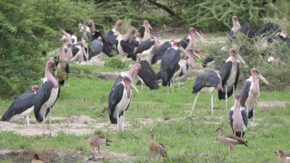 Close up from a group of Marabou storks