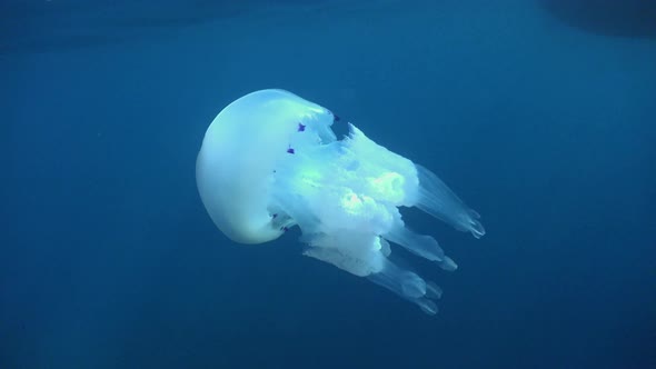 Big white Jellyfish drifting below the surface in open ocean in the Mediterranean Sea