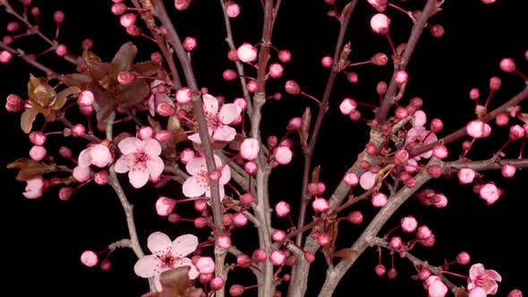 Pink Flowers Blossoms on the Branches Cherry Tree