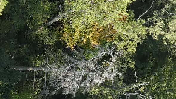 Vertical Video Aerial View of Trees in the Forest