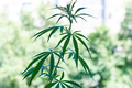 Cannabis plantation - PhotoDune Item for Sale