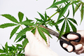 Cannabis harvest - PhotoDune Item for Sale