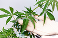 Examination of cannabis - PhotoDune Item for Sale
