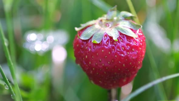 Close Up of Red Strawberry Berry in the Rain